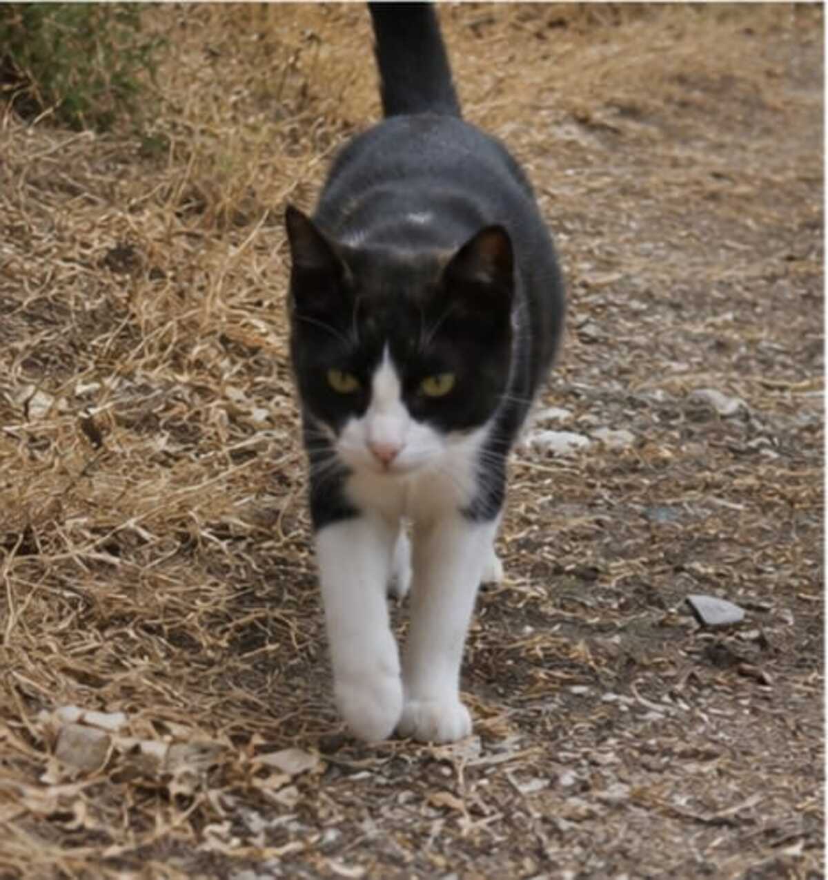 Adoption Chipie