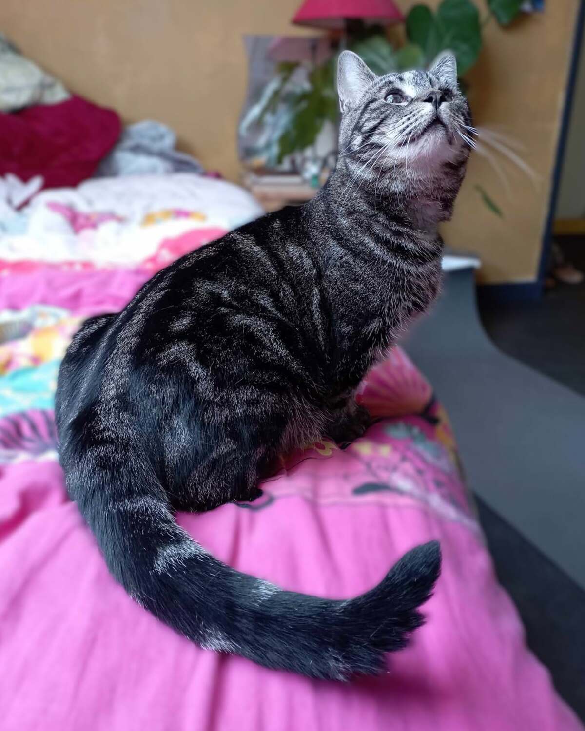 Adoption Clyde