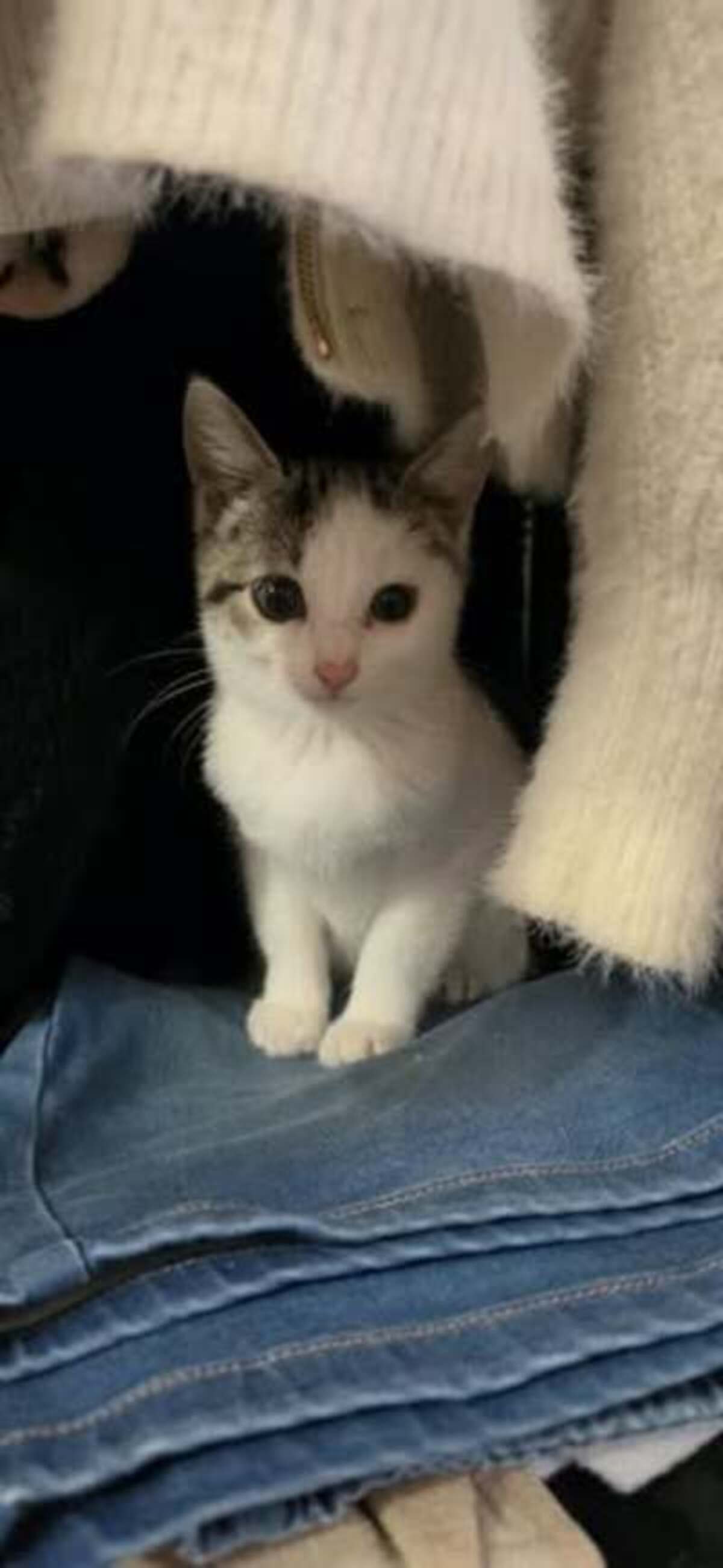 Adoption Melodie
