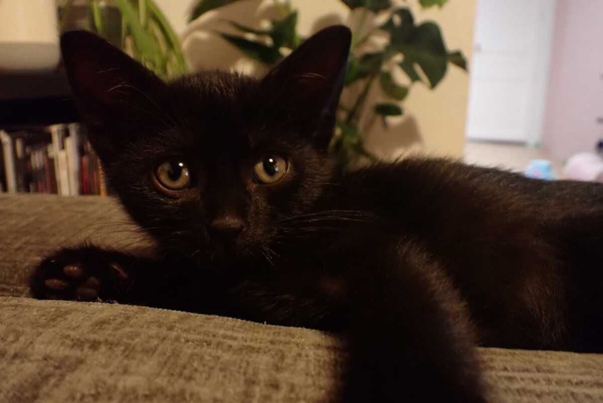 Adoption Bentley