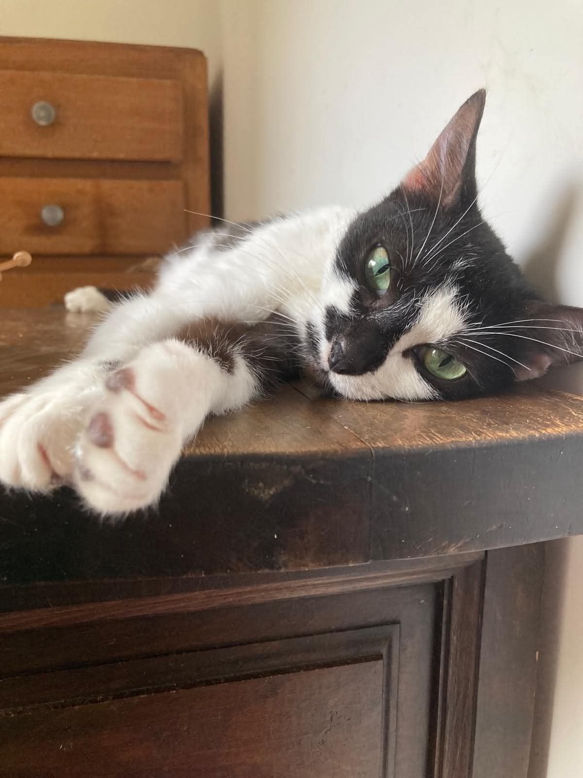 Adoption Juliette