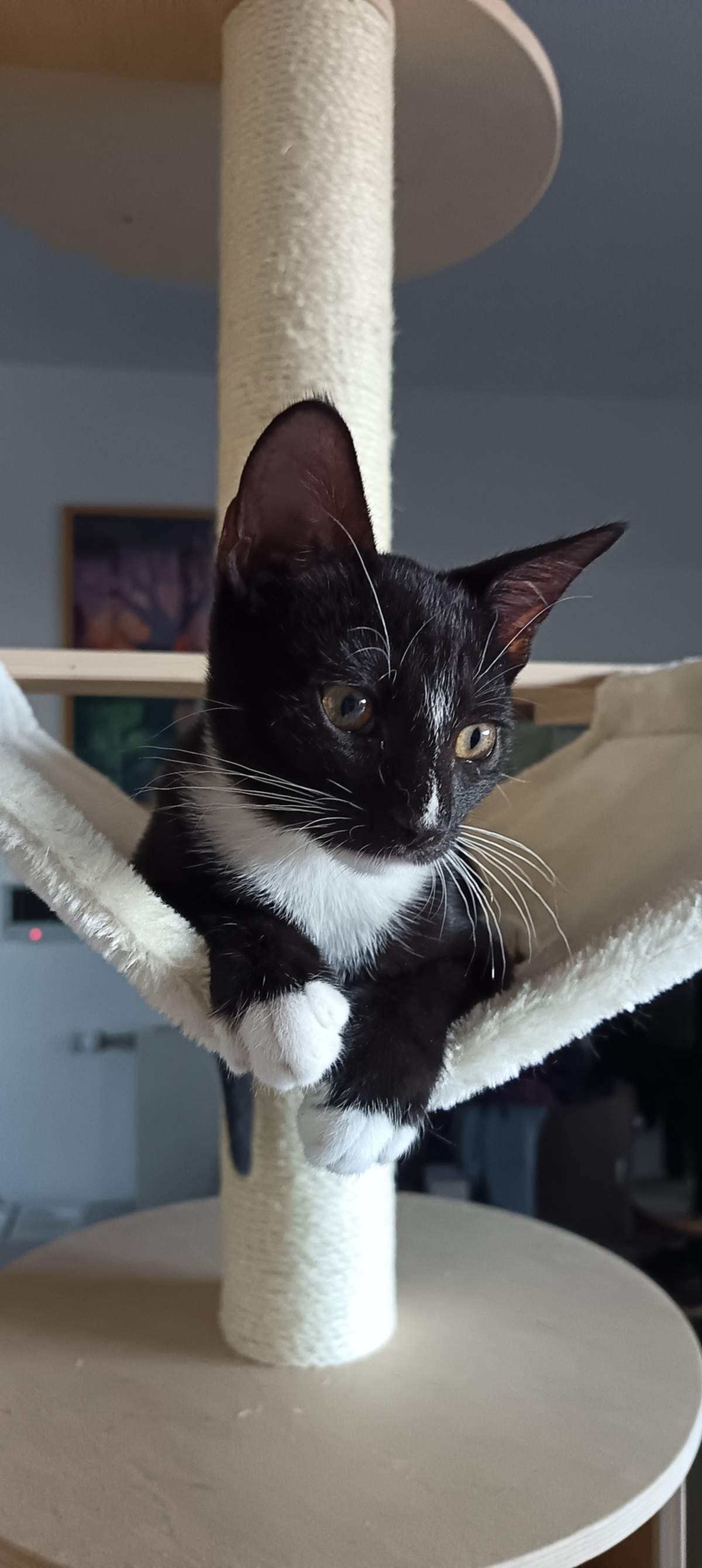Adoption Bulle