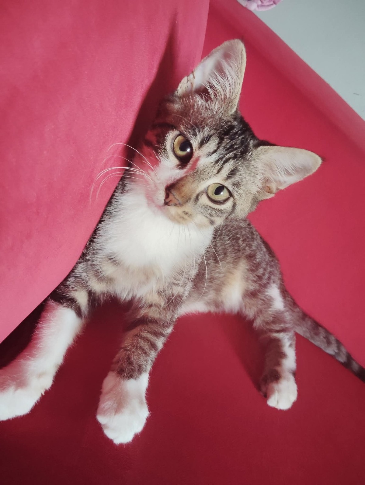 Adoption Bordeaux 