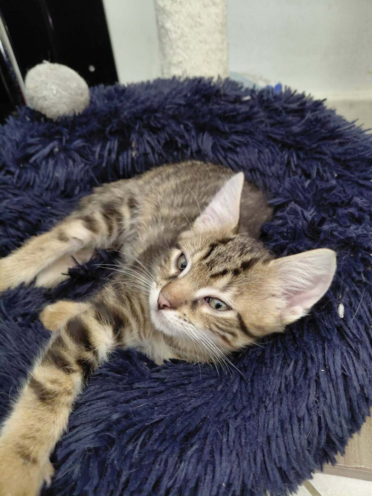 Adoption Baâl