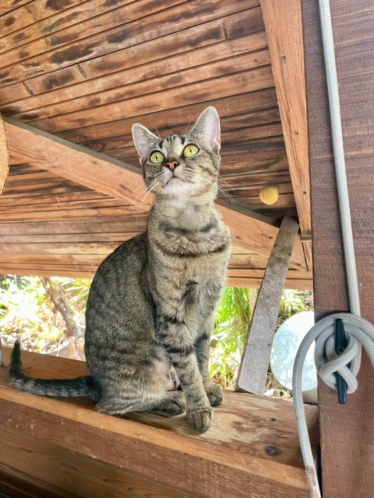 Adoption Lousty 