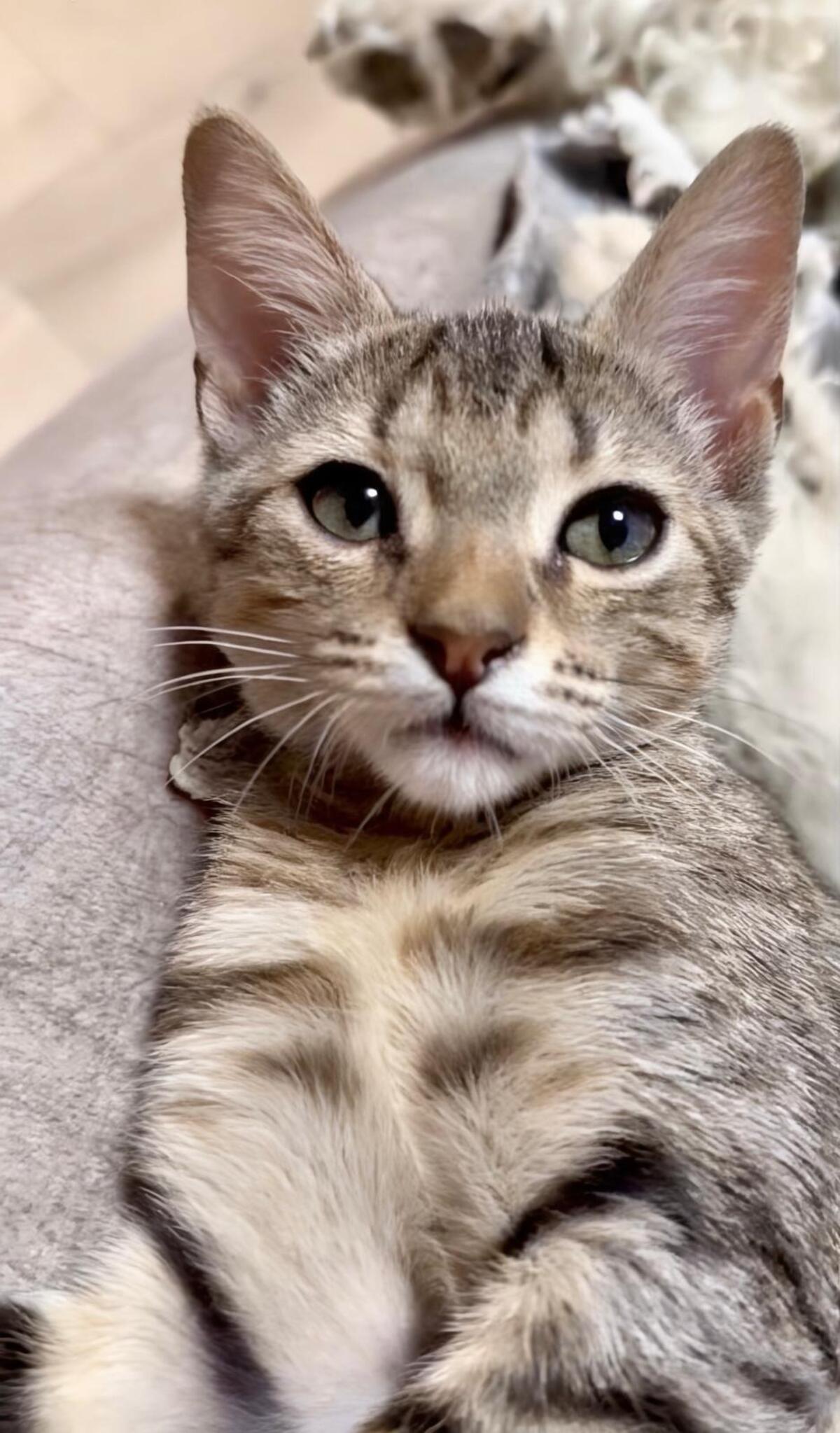 Adoption Sion