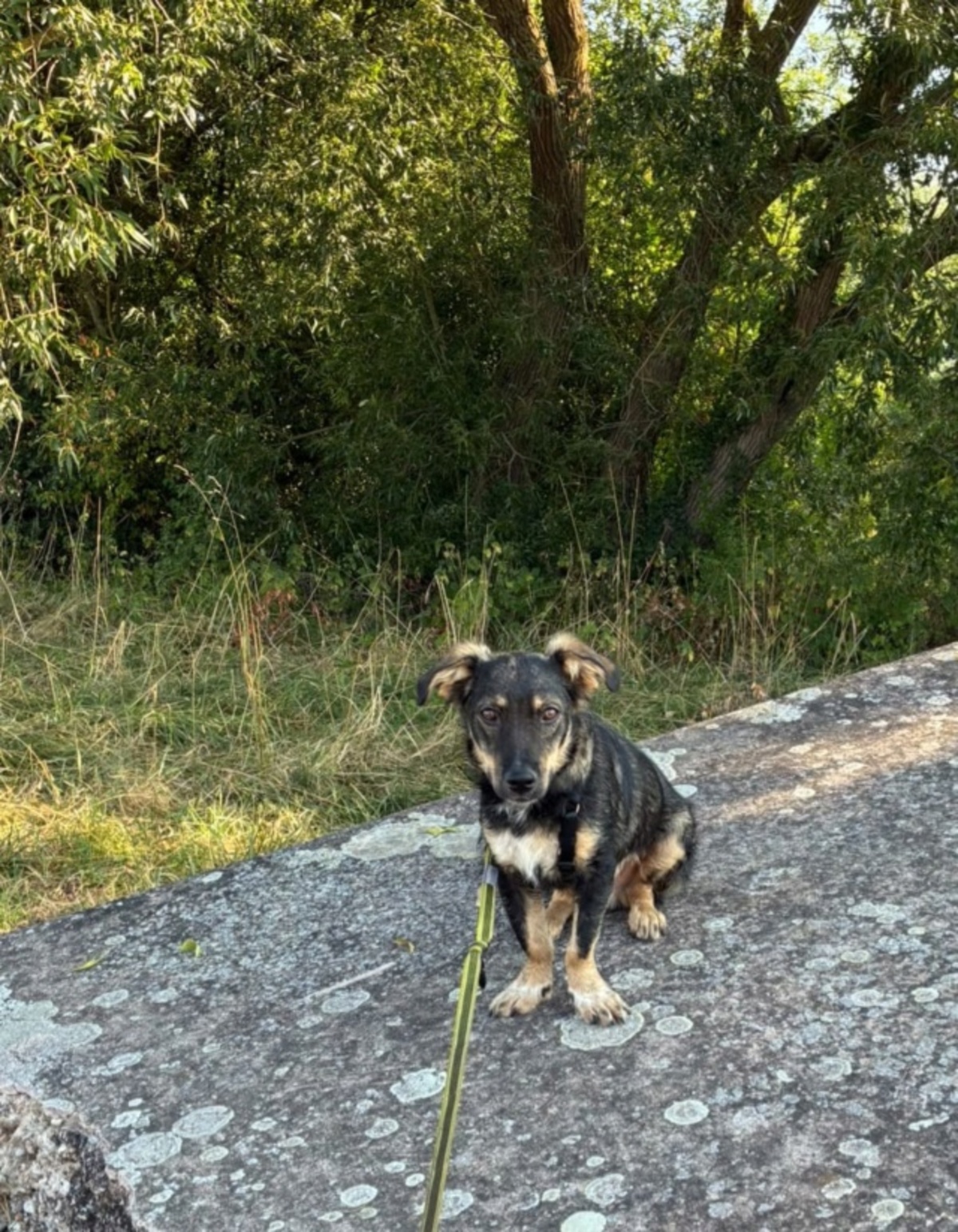 Adoption Benji
