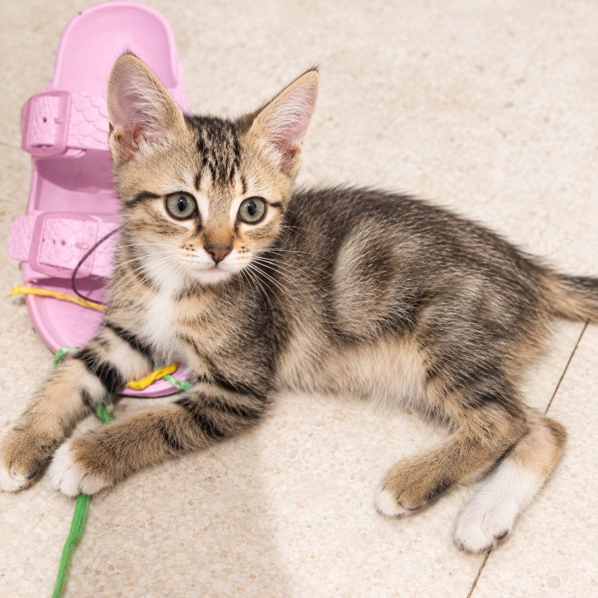 Adoption Rosie