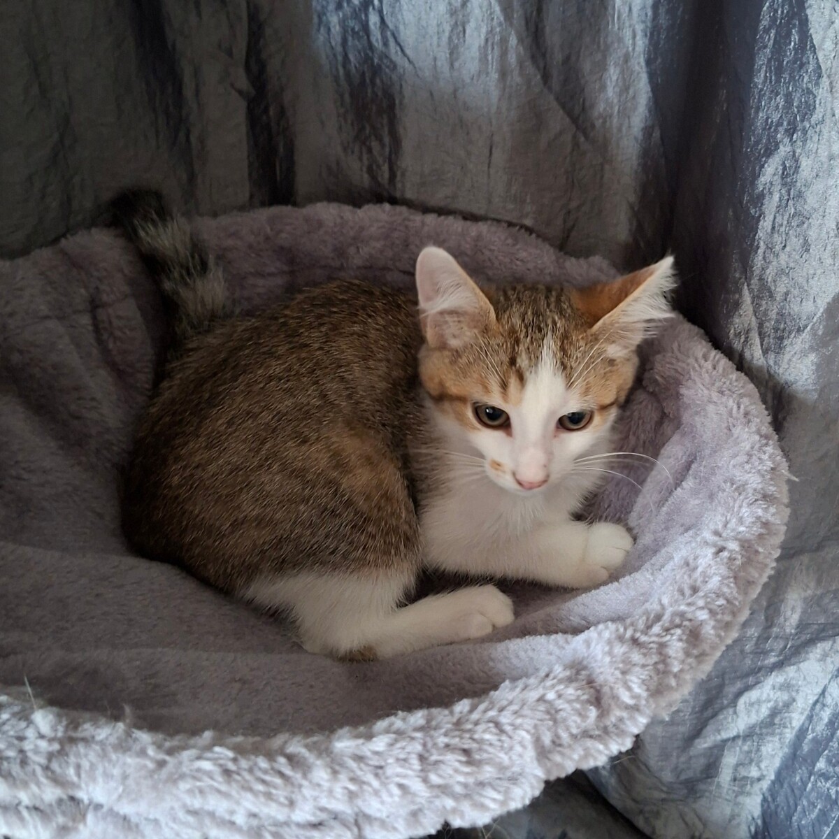 Adoption Bouzouk
