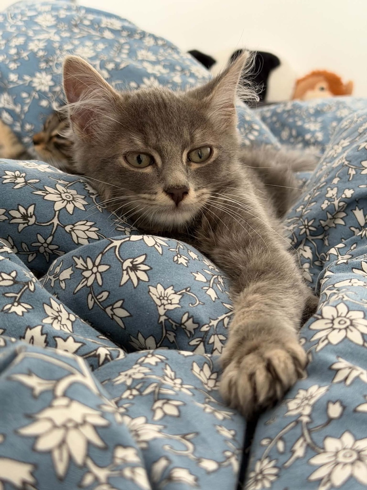 Adoption Jerôme