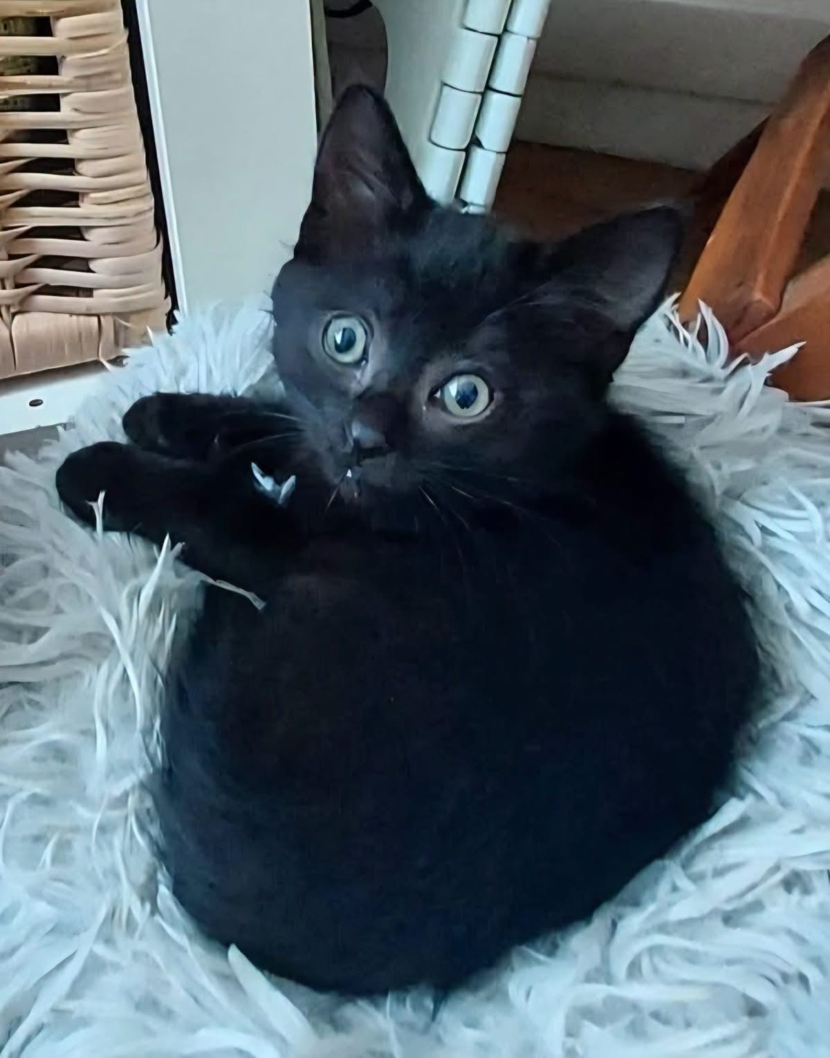 Adoption Bleiz 