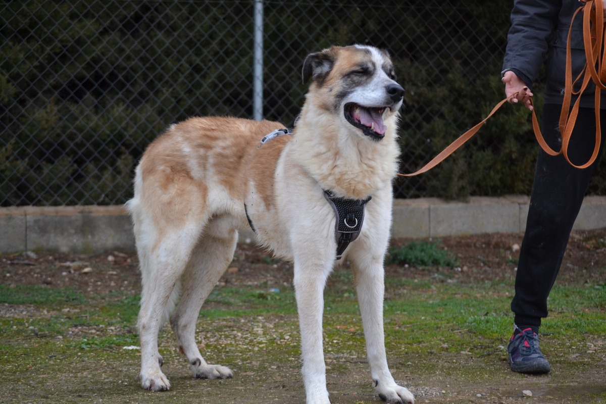 Adoption SKAR