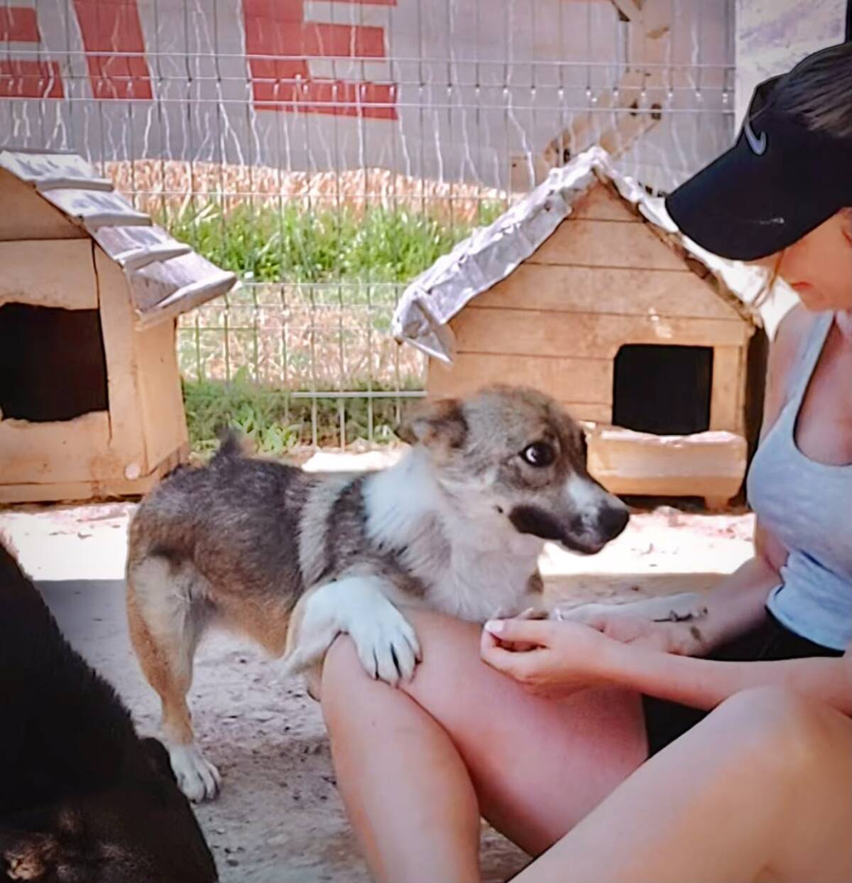 Adoption Tommy