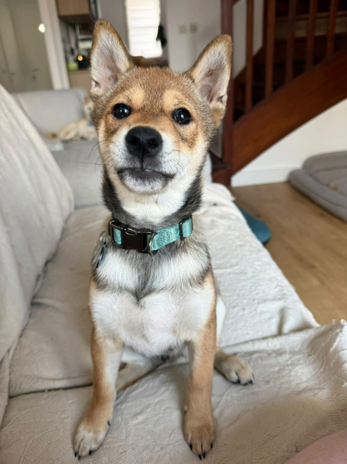 Adoption Bingley