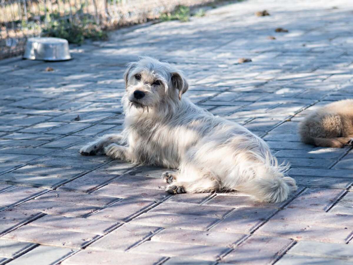 Adoption Florette