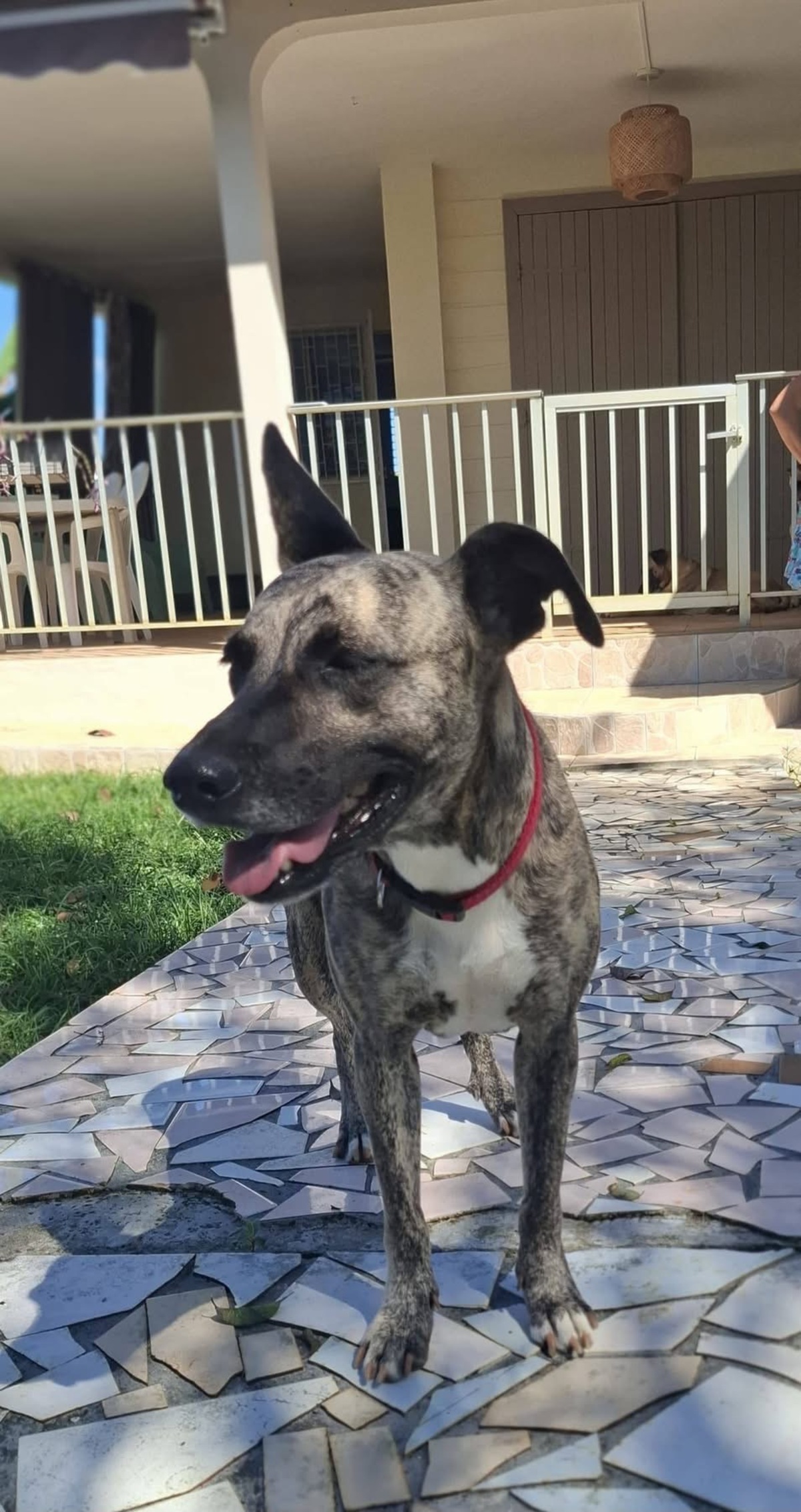 Adoption Donna
