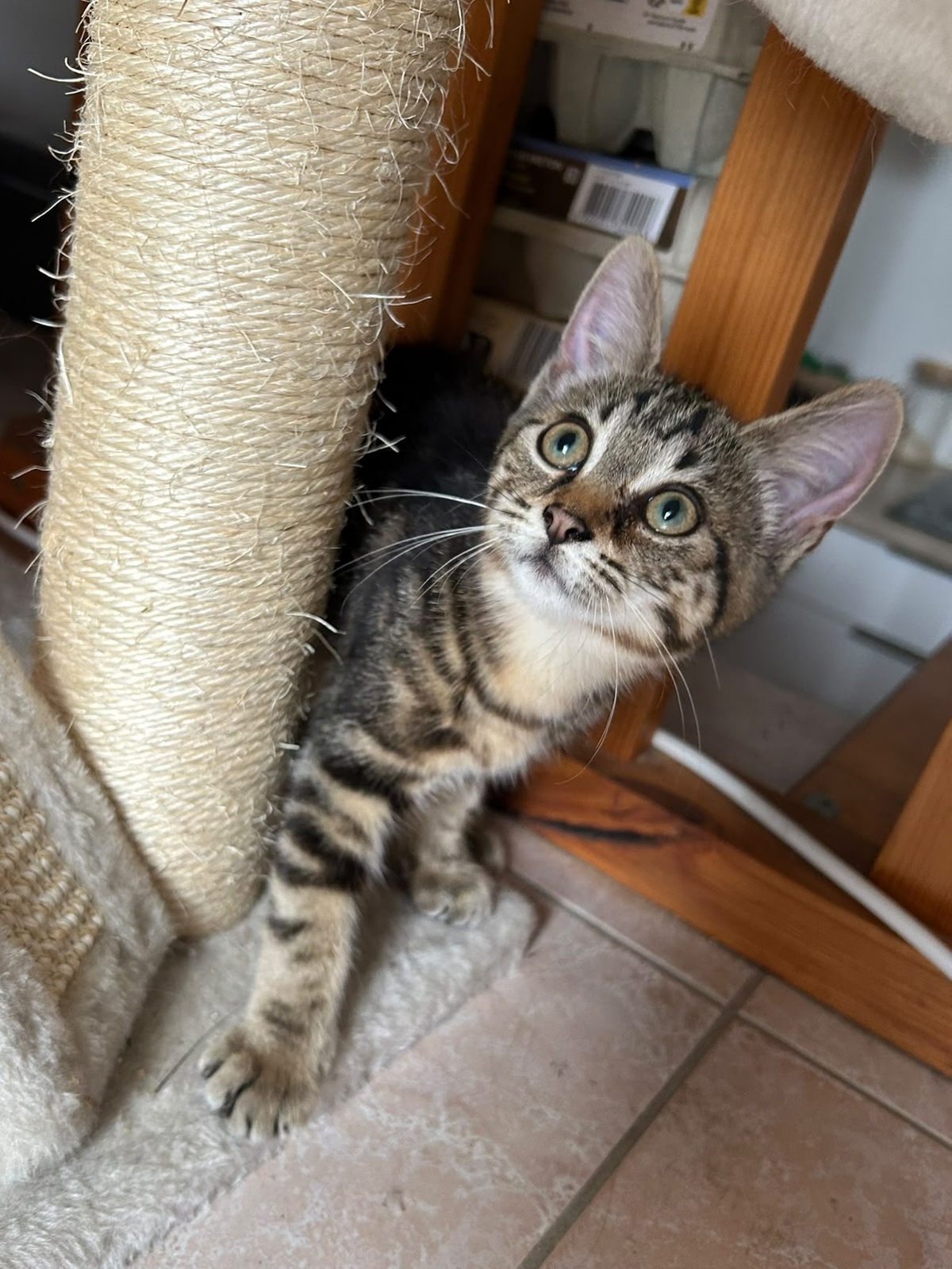 Adoption Nahia
