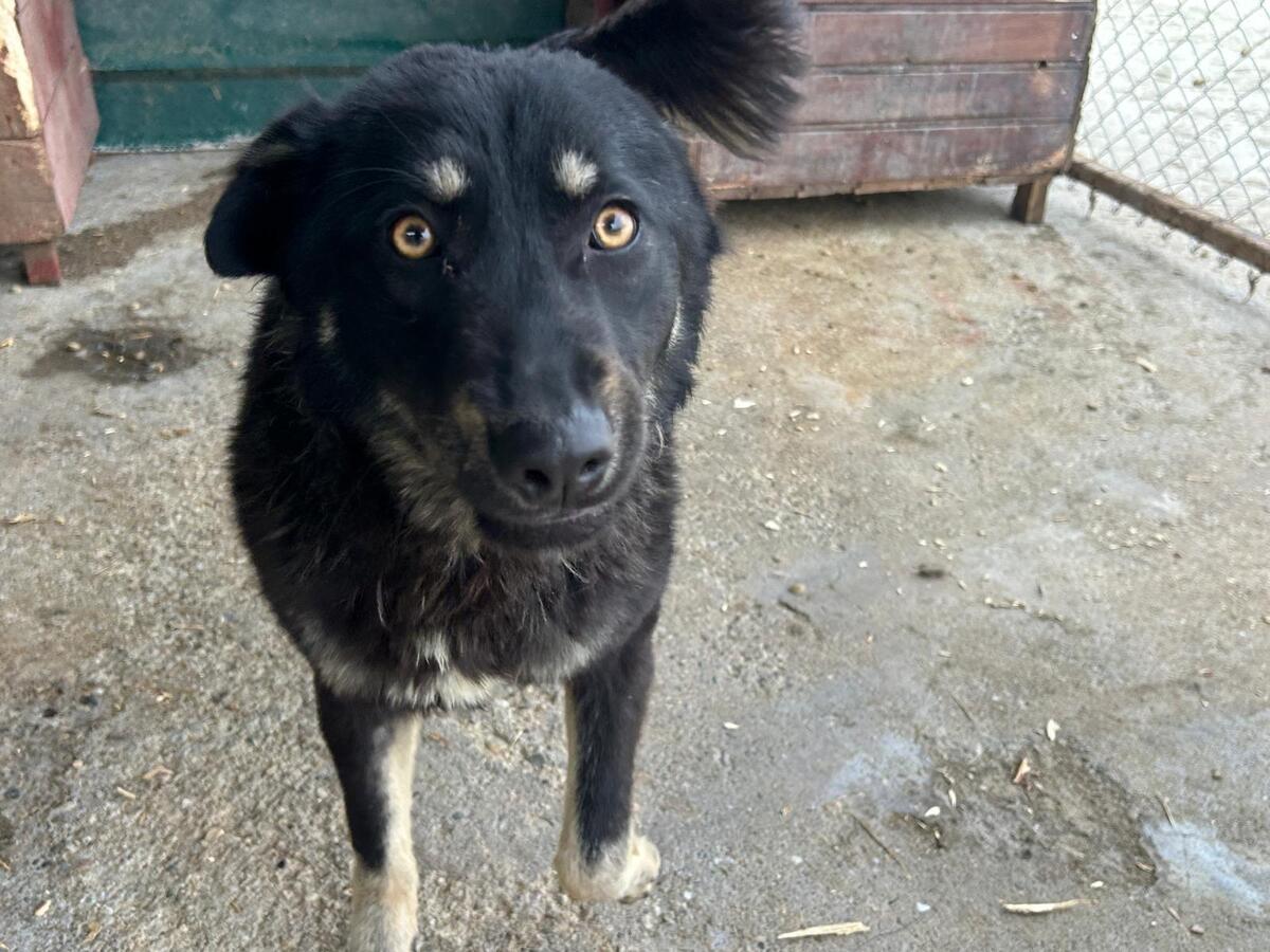 Adoption Feli
