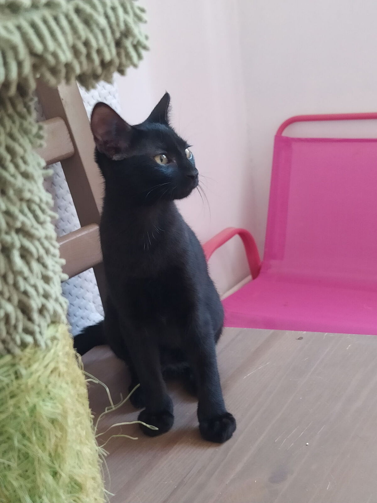 Adoption Oslo