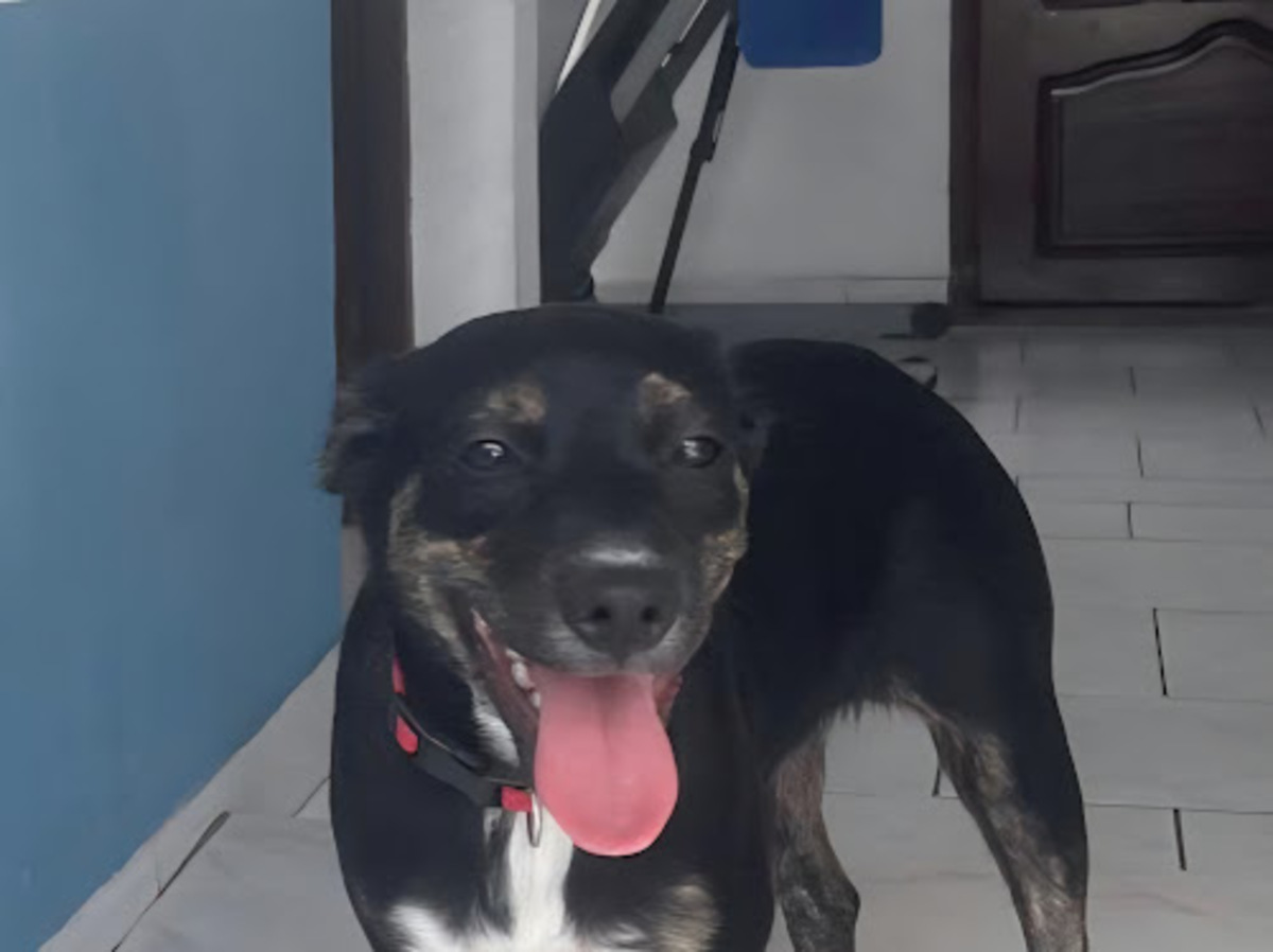 Adoption Tylia
