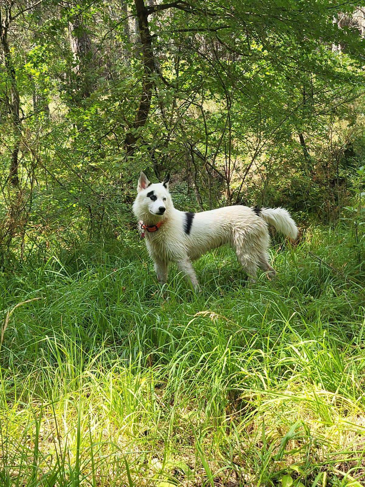 Adoption Summer