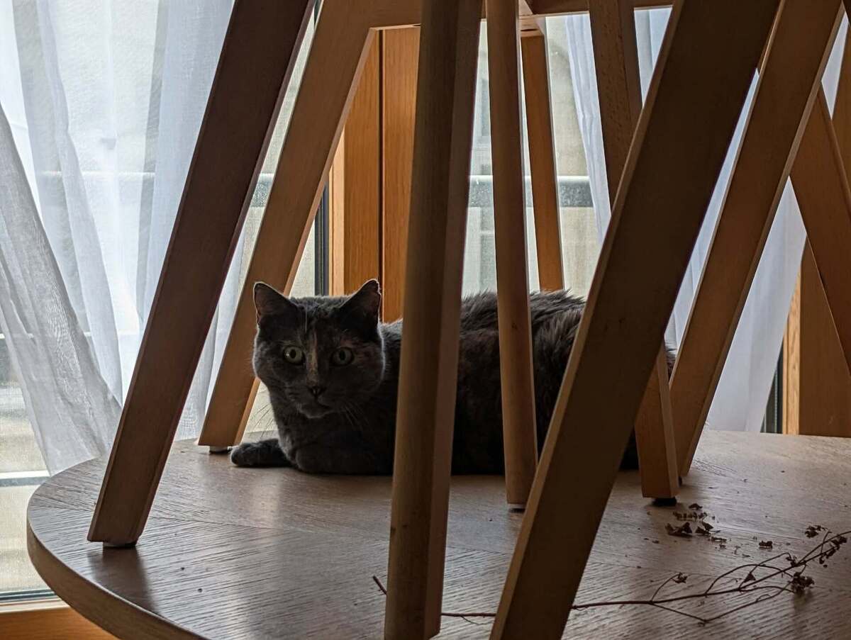 Adoption Abondance