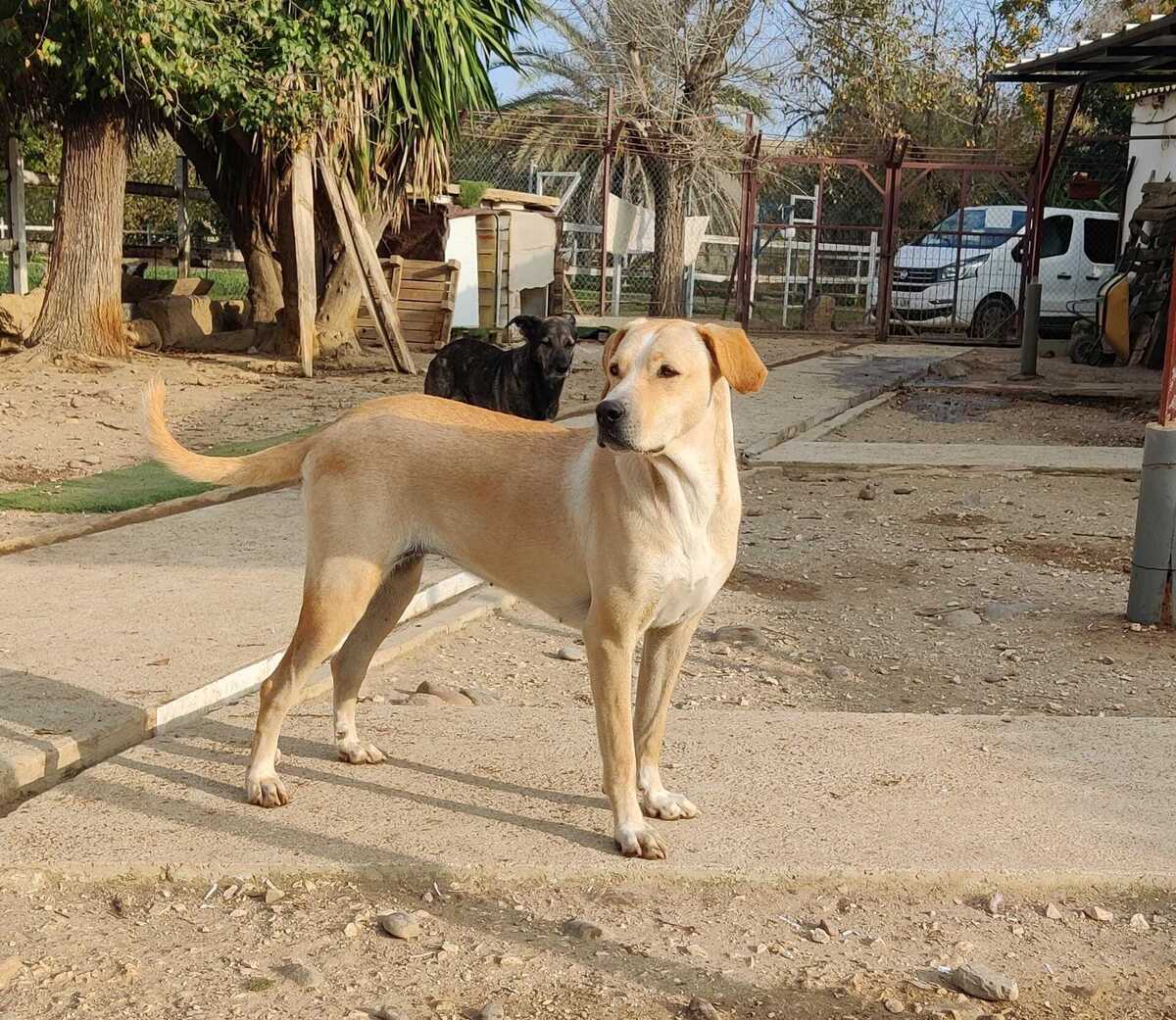 Adoption Brenda