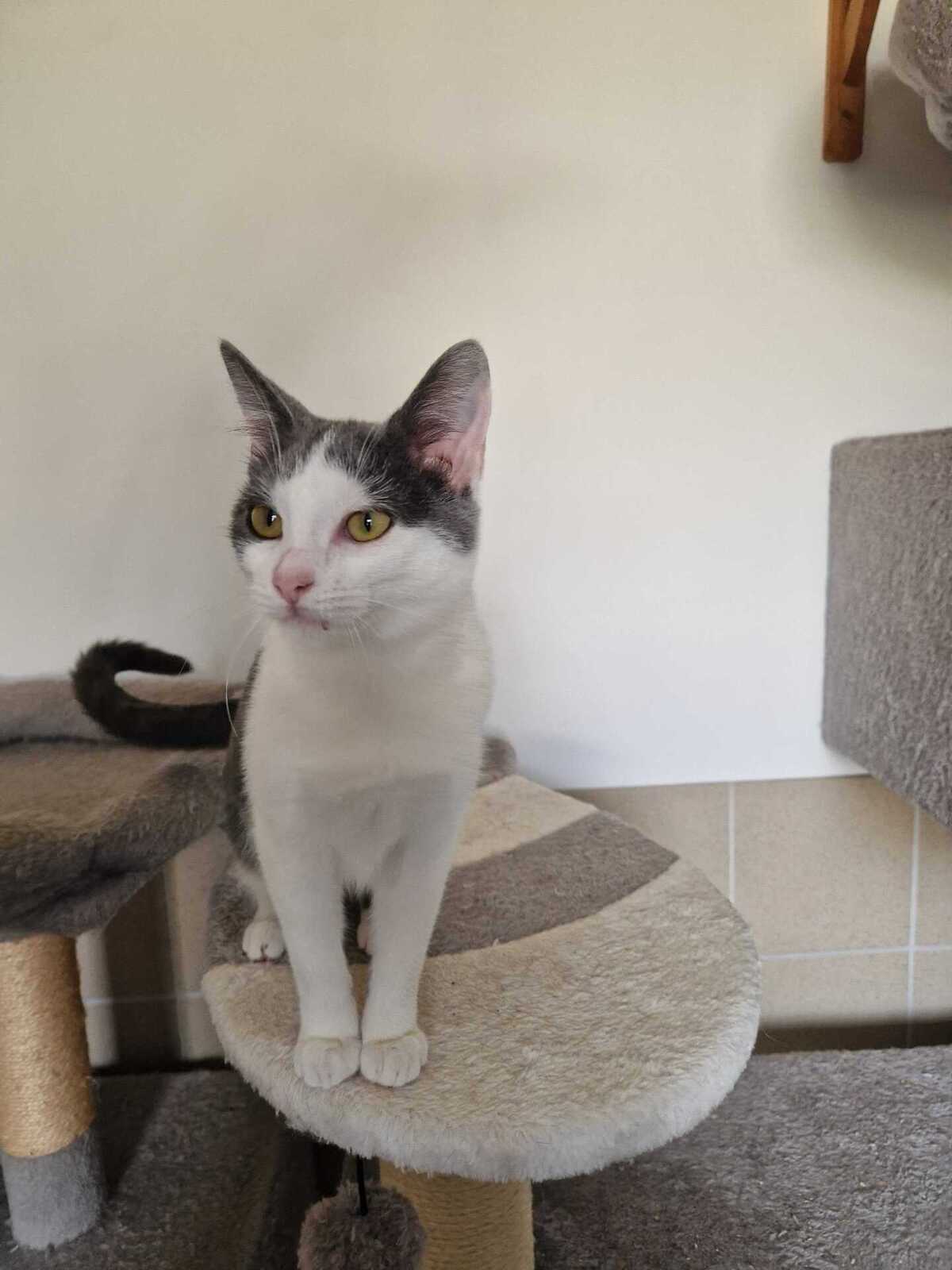 Adoption Buffy