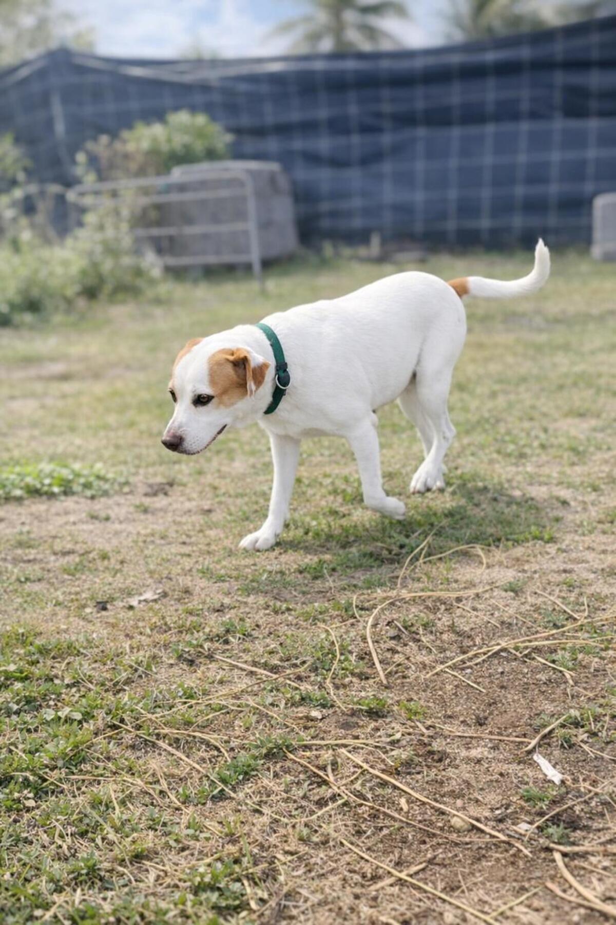 Adoption WAKA