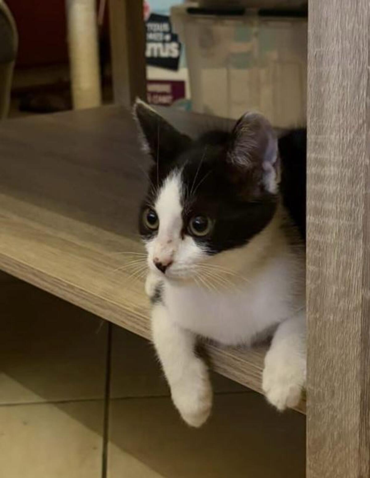 Adoption Charlot