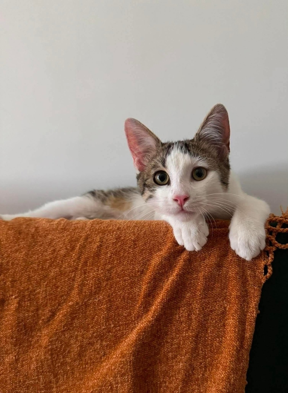 Adoption RODÉO 
