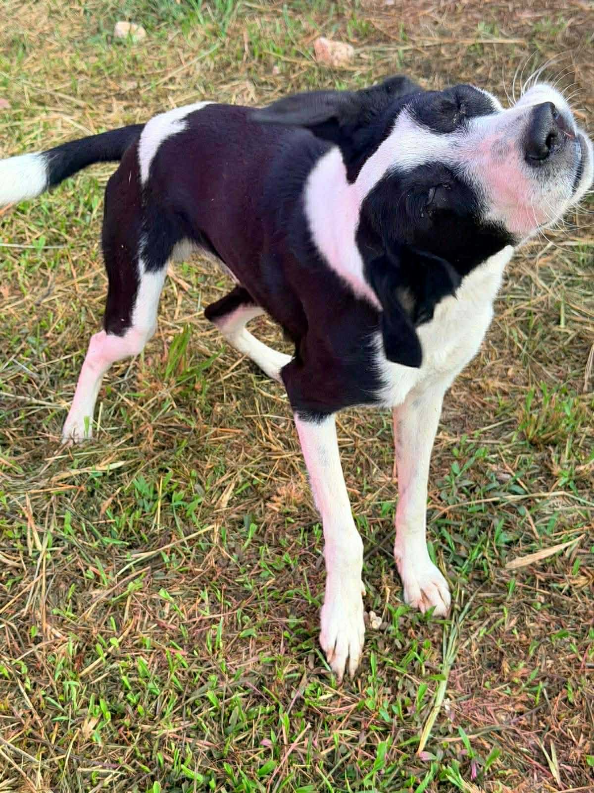 Adoption Panda