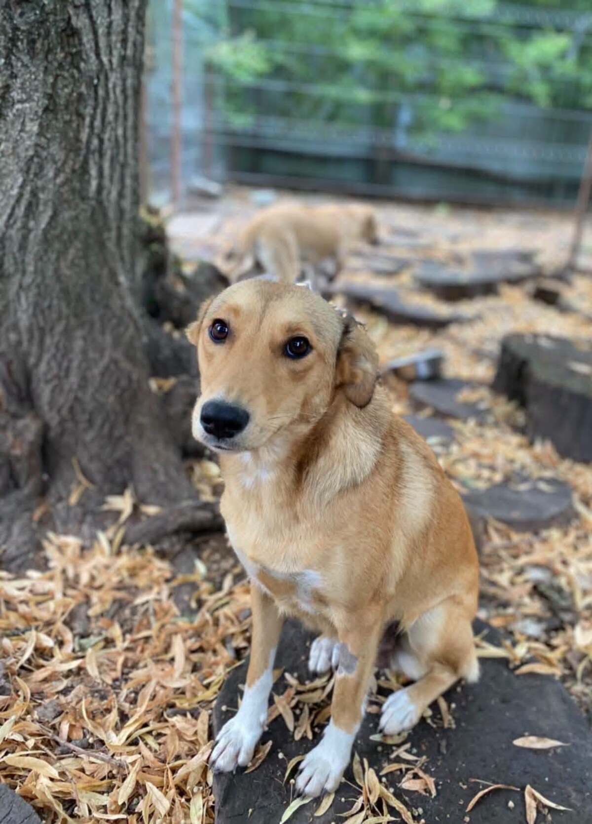 Adoption Frida