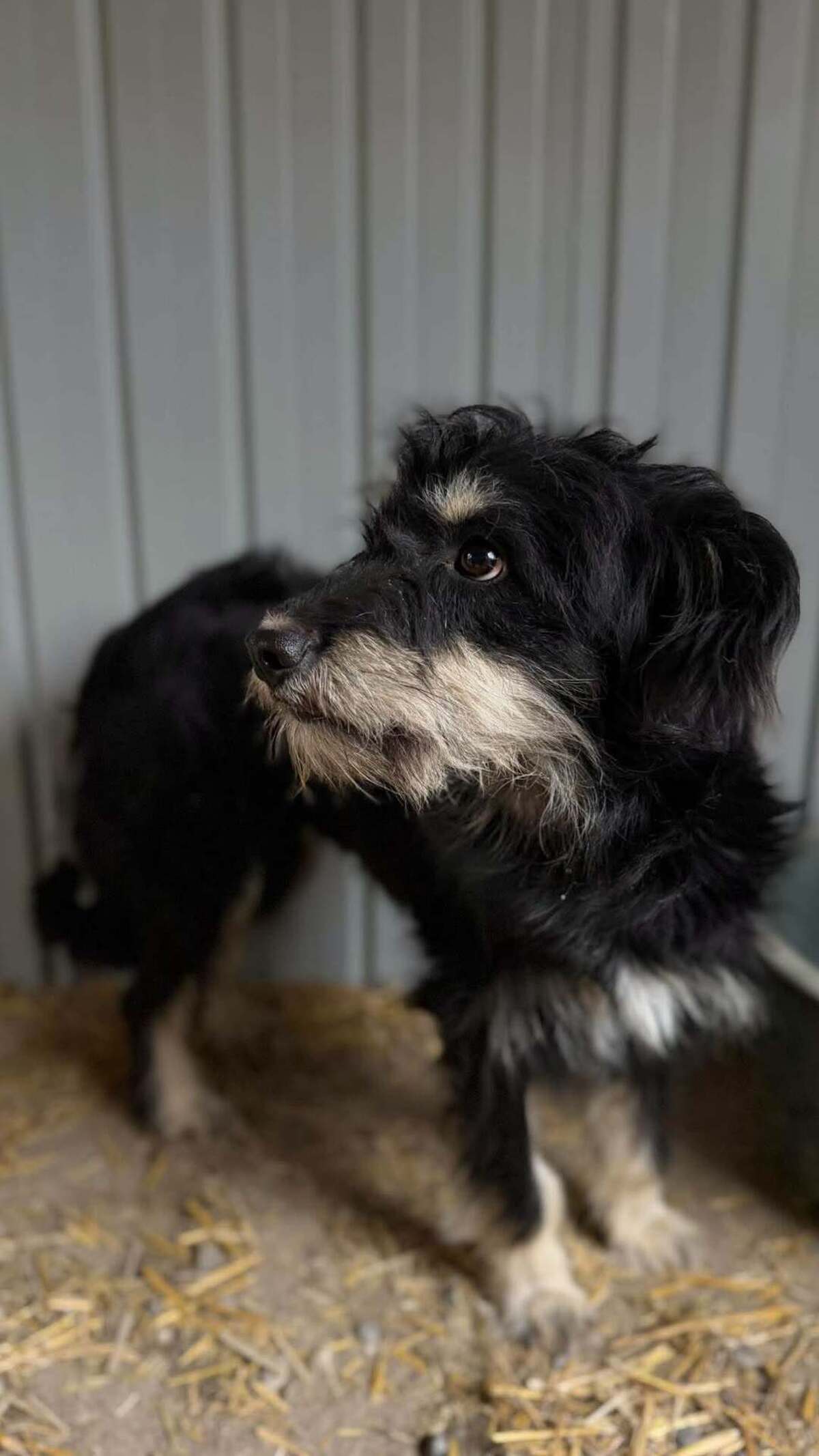 Adoption Oryn
