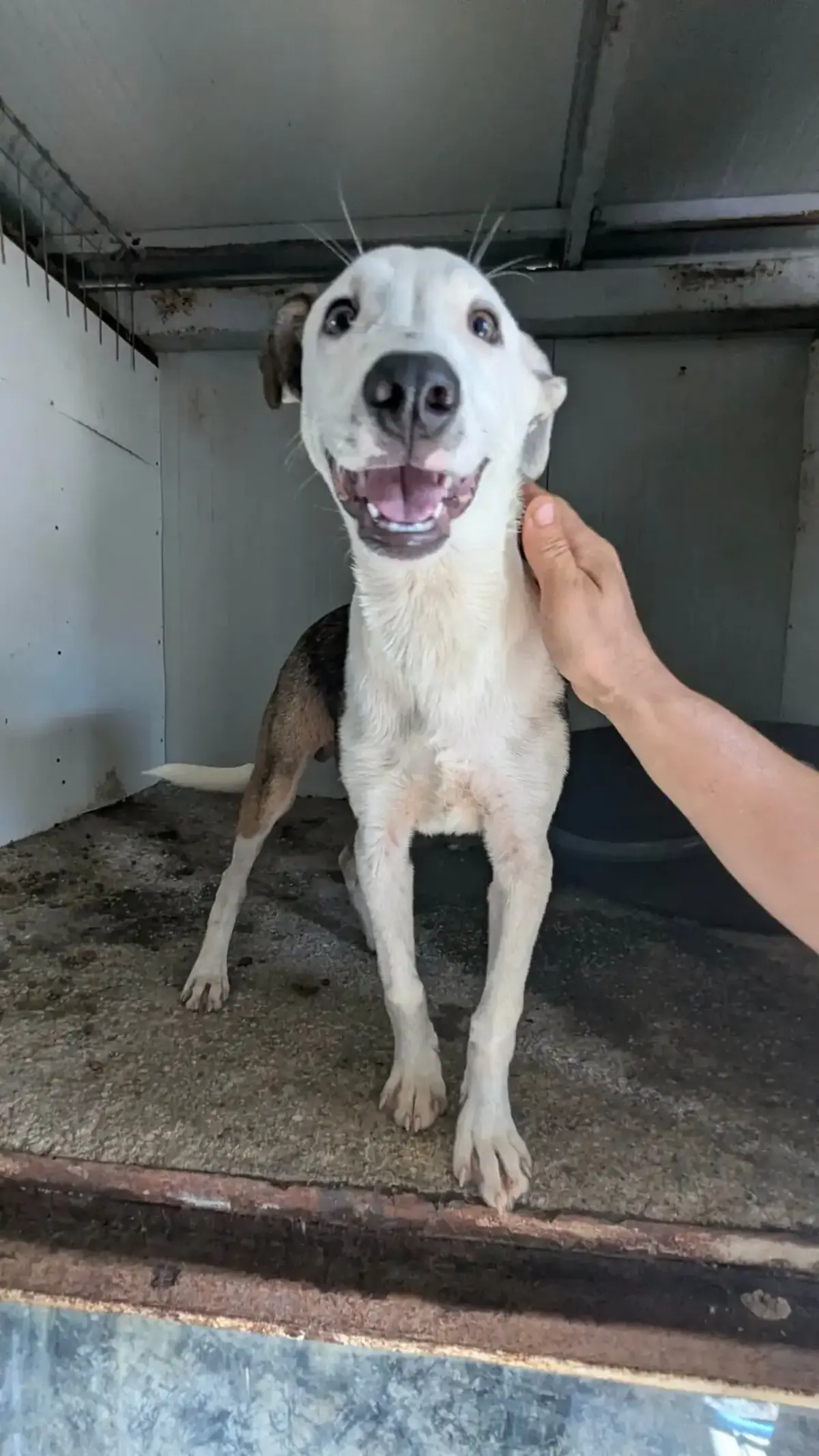 Adoption Astro