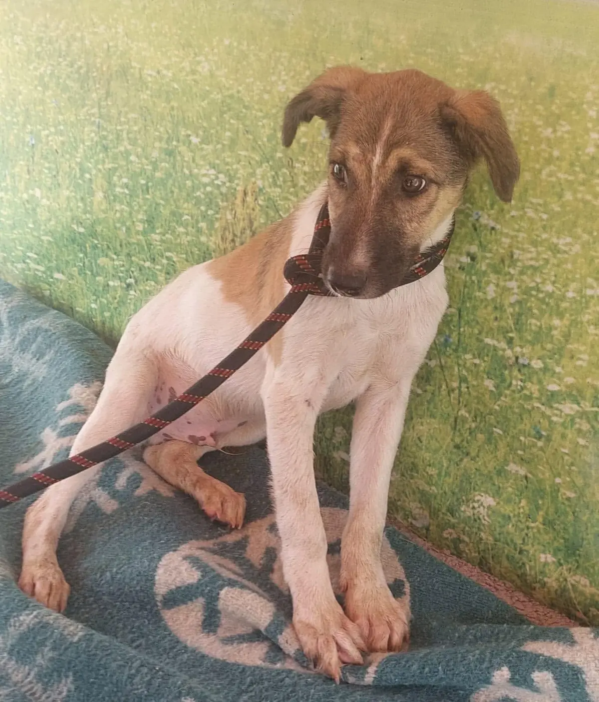 Adoption Kenobi