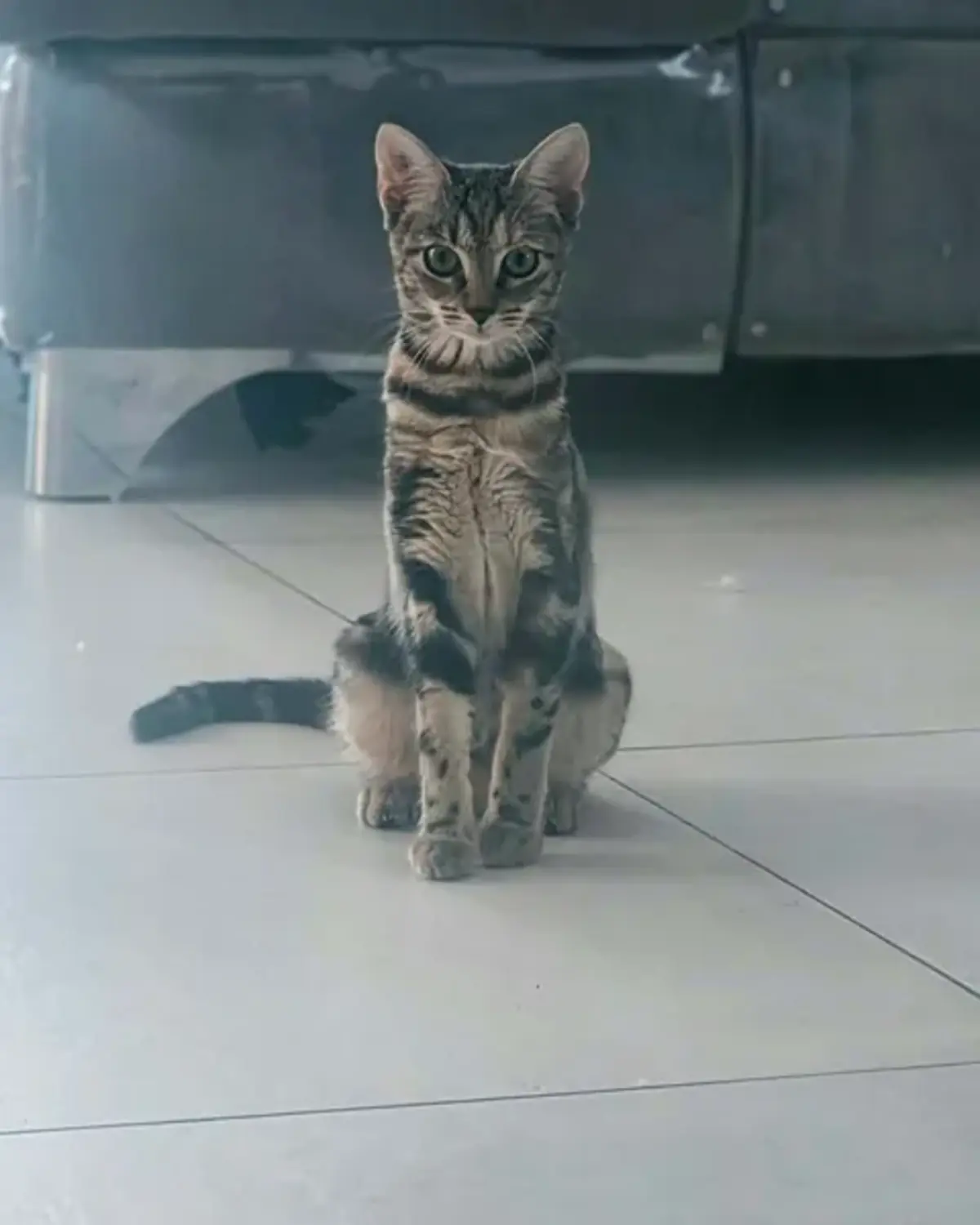 Adoption Romy