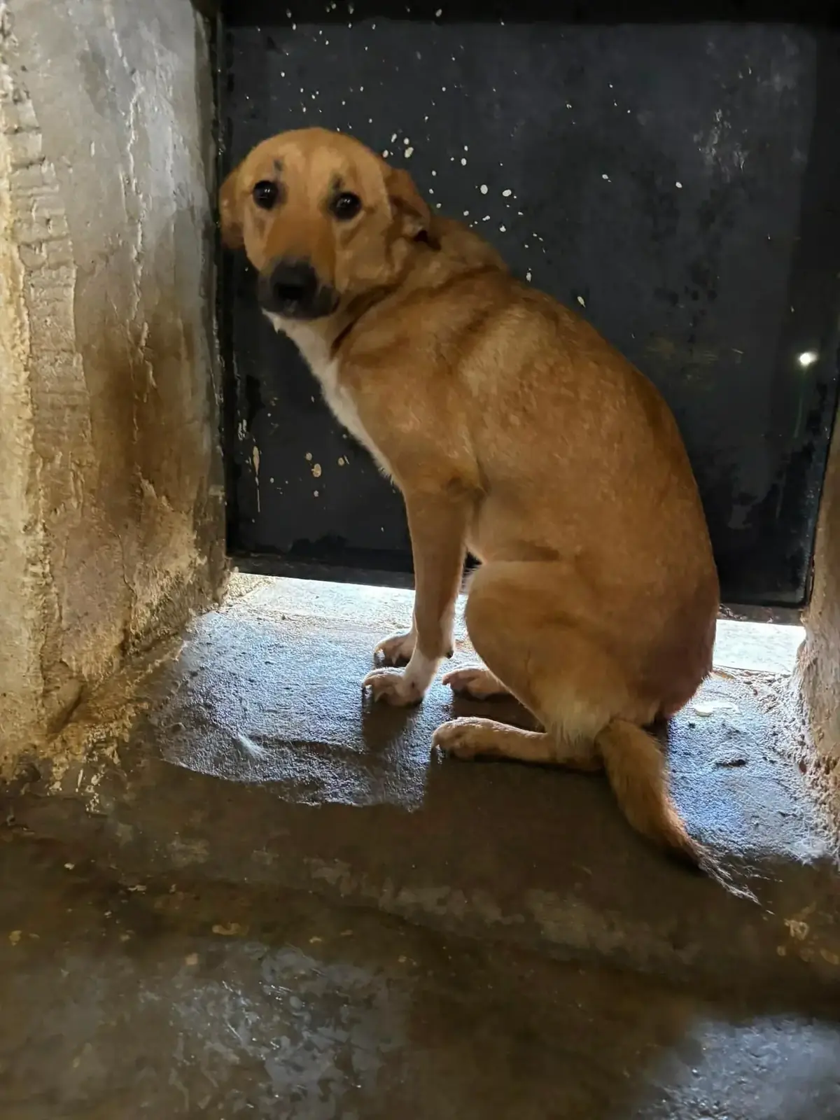Adoption Belette