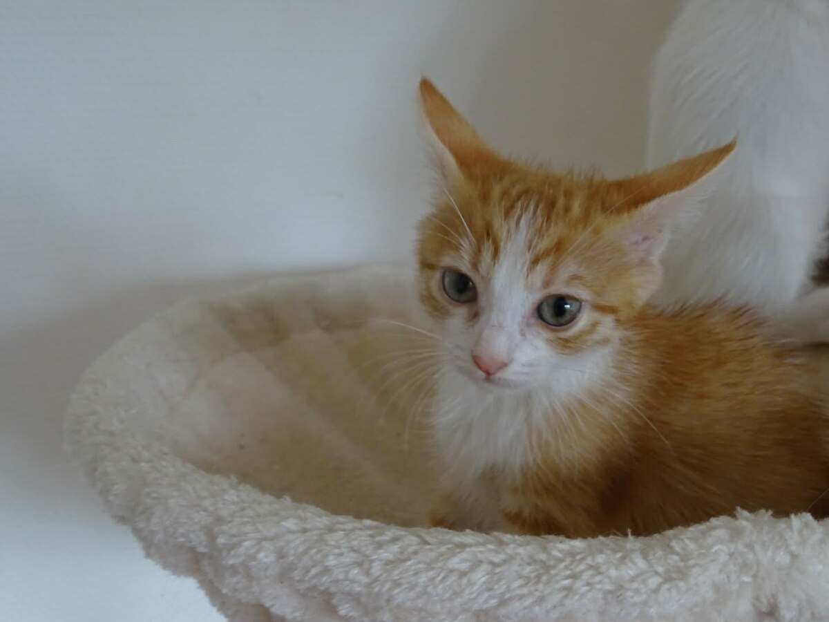 Adoption Etincelle 