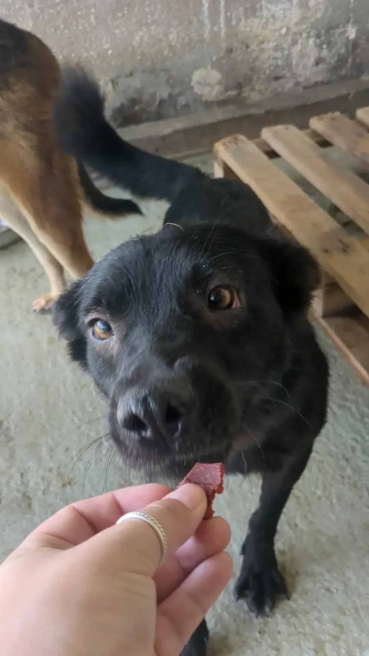 Adoption Safran