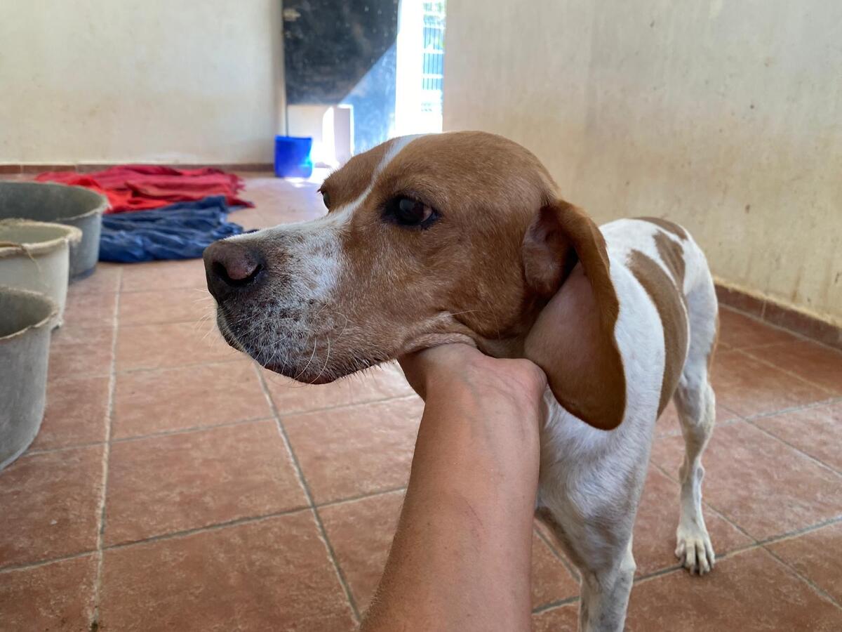 Adoption Blanco