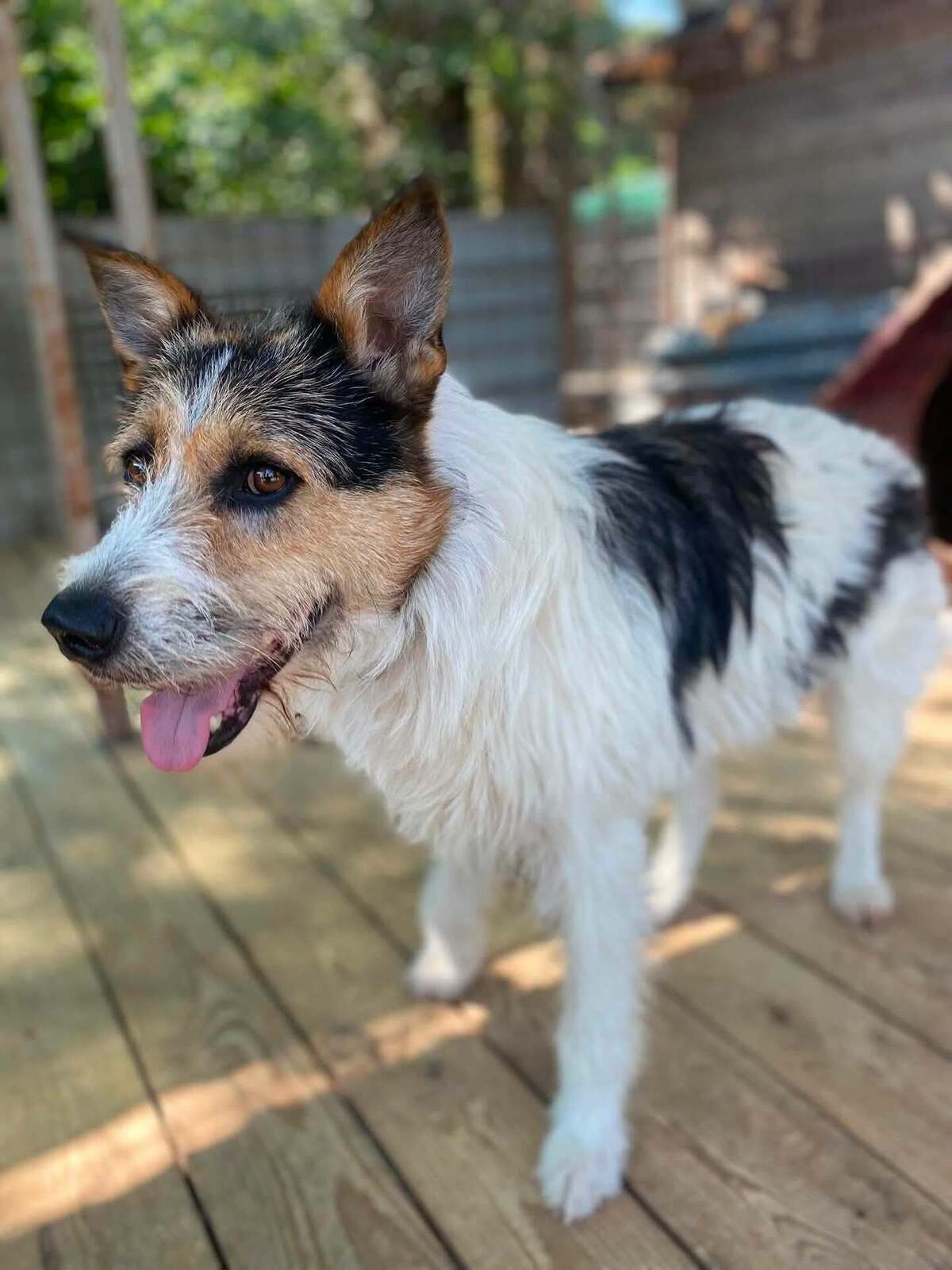 Adoption Barbos