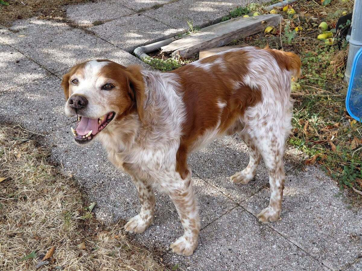 Adoption Loupiot