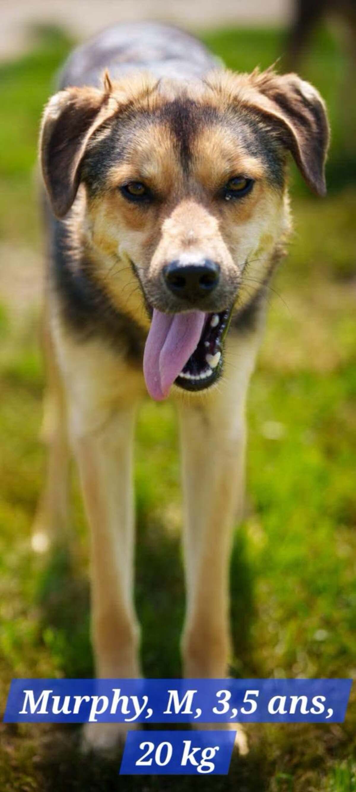 Adoption MURPHY