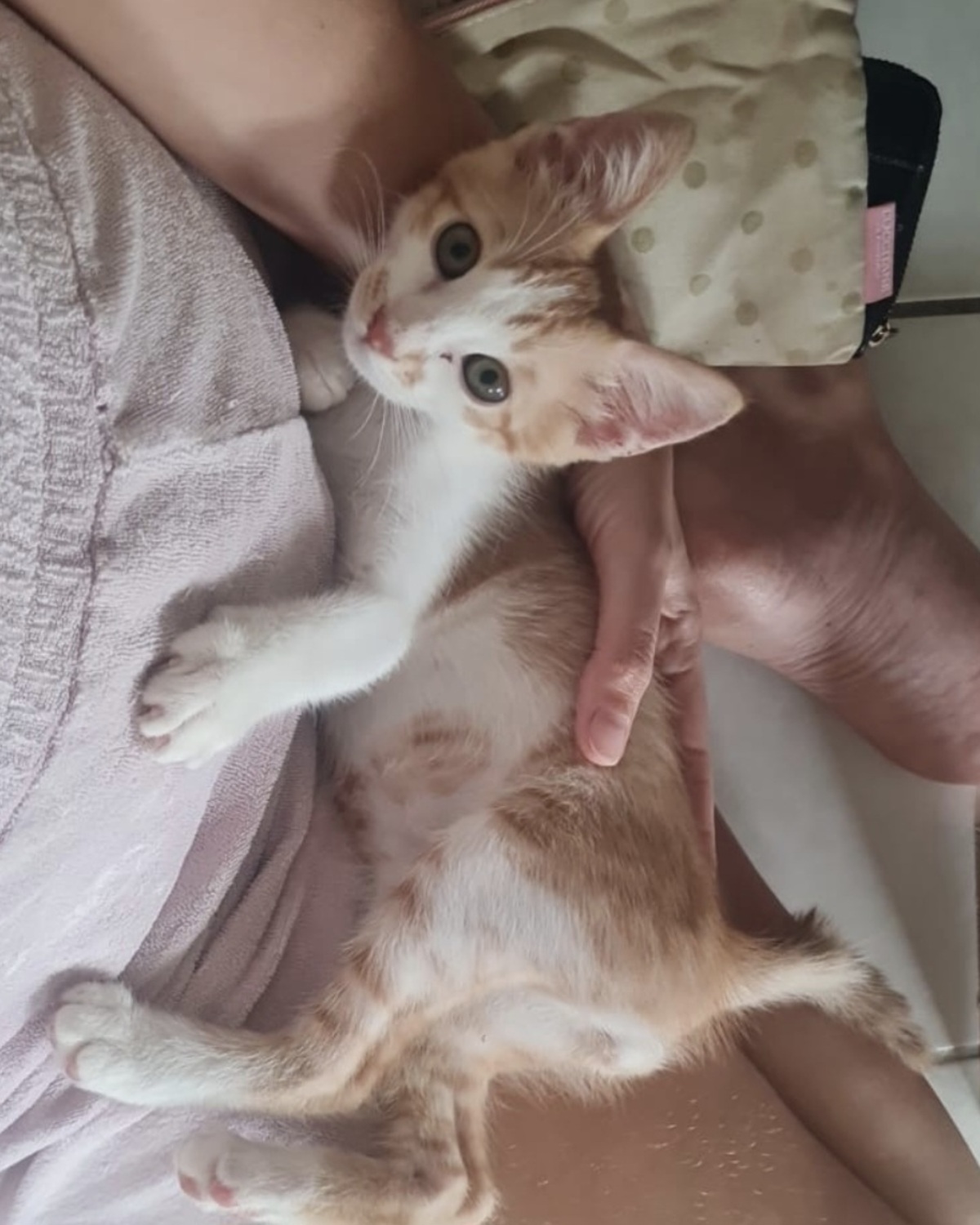 Adoption Loufy