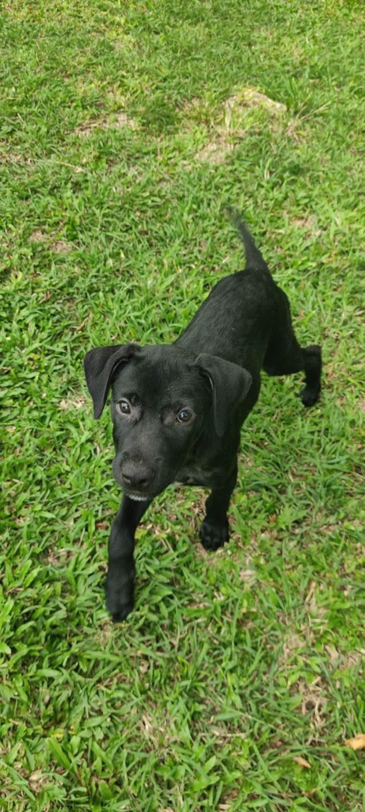 Adoption Baila