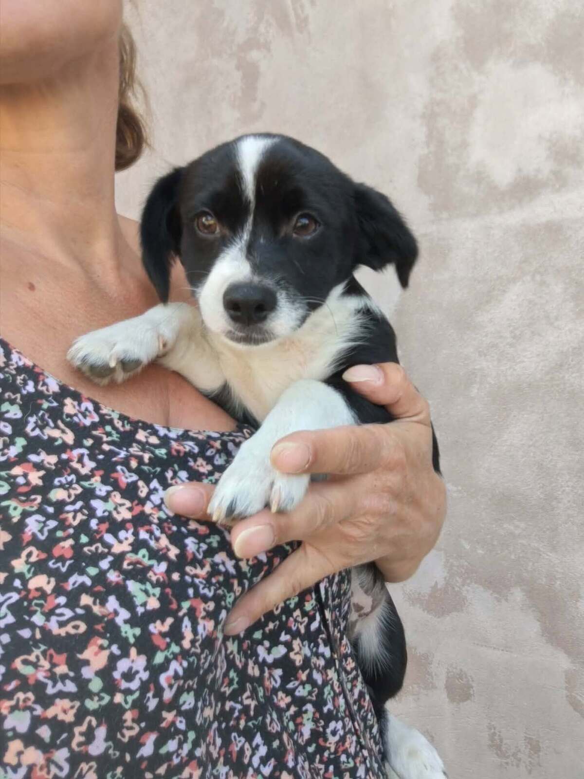 Adoption Moka