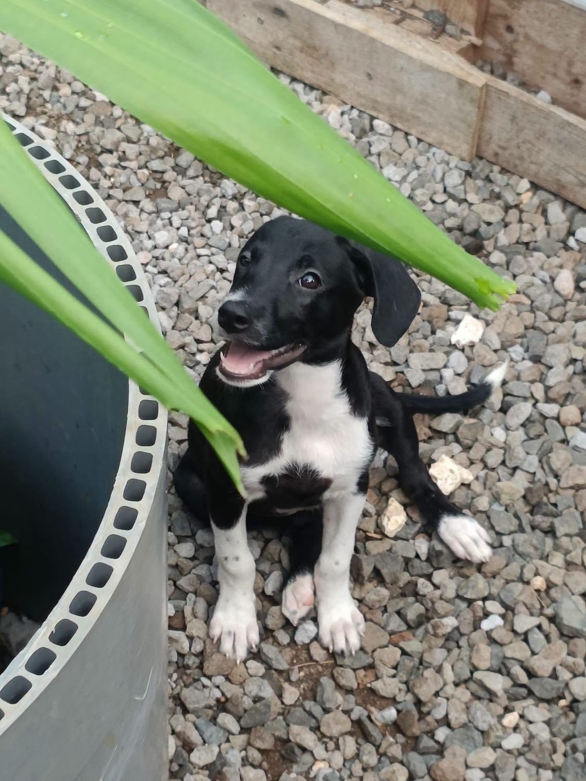 Adoption Frimousse