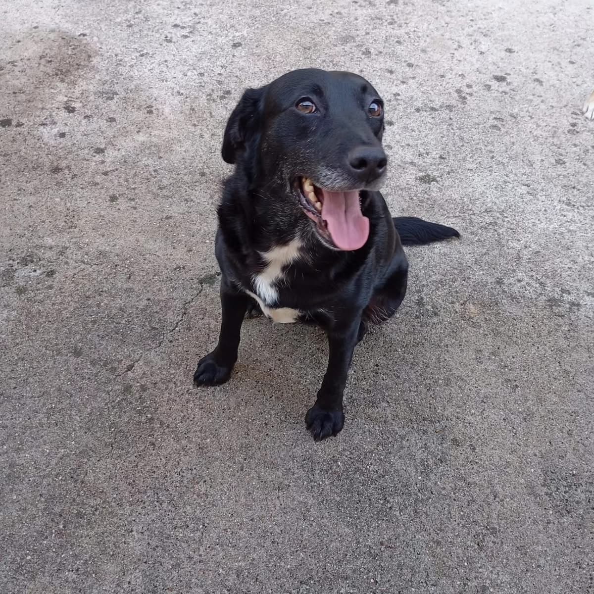 Adoption Pipa