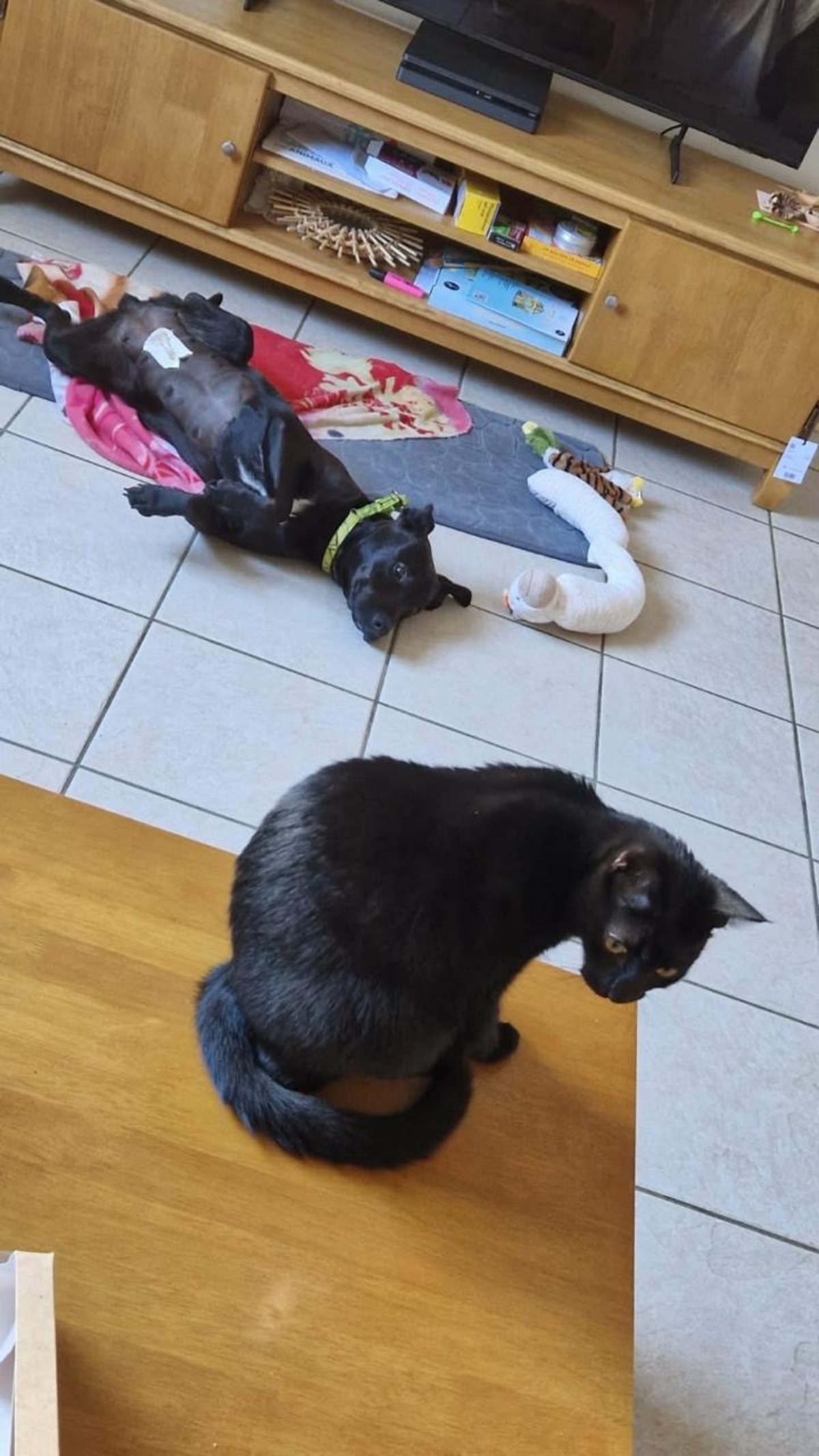 Adoption Kanel